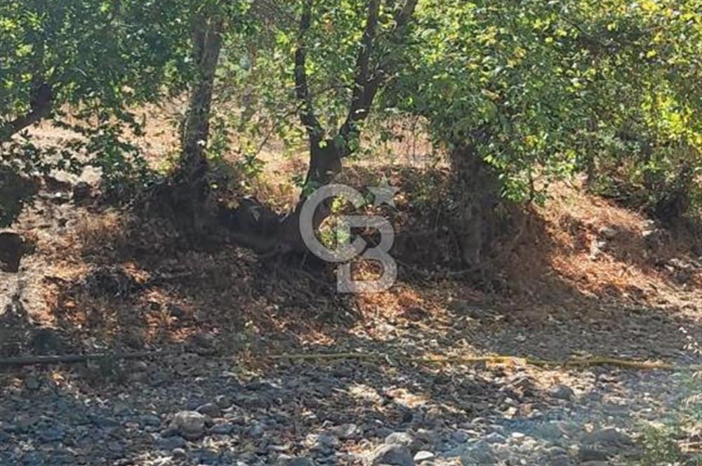 ÇANAKKALE MERKEZ ORTACA DA SATILIK BAHÇE