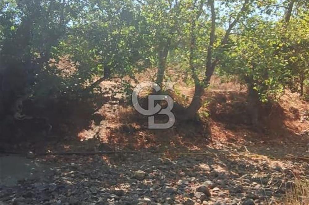 ÇANAKKALE MERKEZ ORTACA DA SATILIK BAHÇE