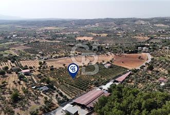 Torbalı Yoğurtçular'da 6040 m2 Satılık Zeytinlik