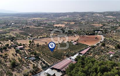 Torbalı Yoğurtçular'da 6040 m2 Satılık Zeytinlik