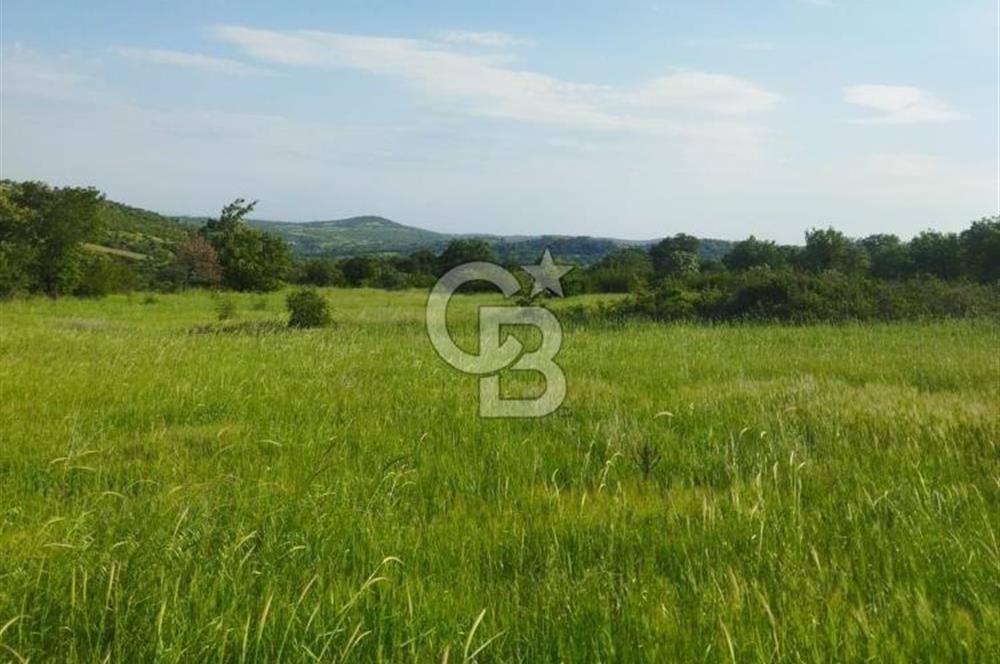 İzmir / Bergama'da Satılık 8681 M2 Satılık Tarla