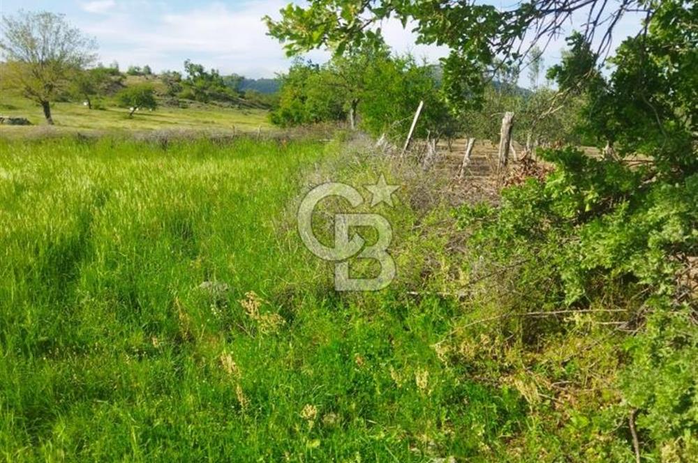 İzmir / Bergama'da Satılık 8681 M2 Satılık Tarla