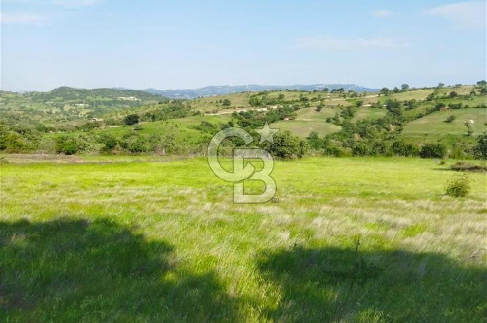 İzmir / Bergama'da Satılık 8681 M2 Satılık Tarla