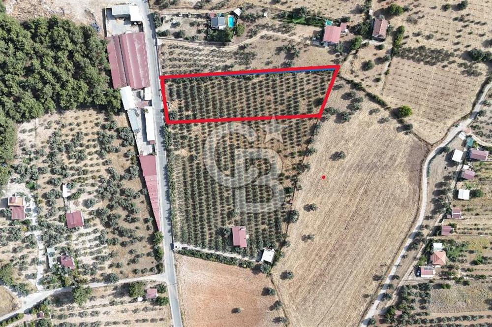 Torbalı Yoğurtçular'da 6040 m2 Satılık Zeytinlik