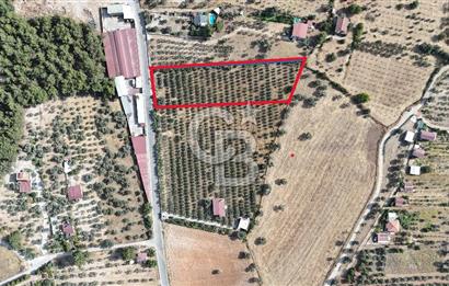 Torbalı Yoğurtçular'da 6040 m2 Satılık Zeytinlik