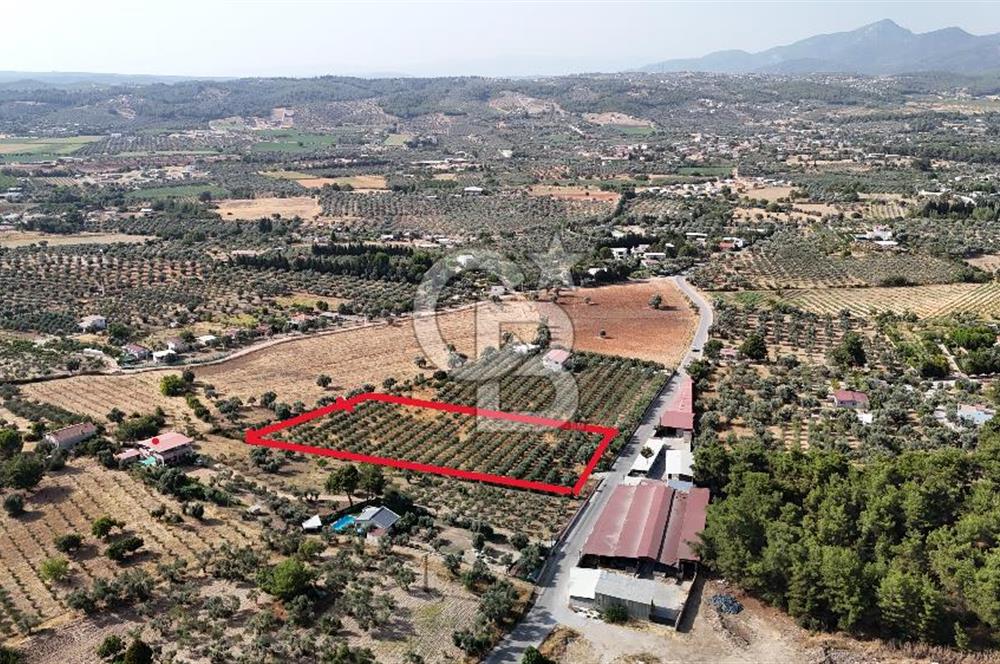 Torbalı Yoğurtçular'da 6040 m2 Satılık Zeytinlik