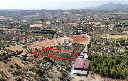 Torbalı Yoğurtçular'da 6040 m2 Satılık Zeytinlik