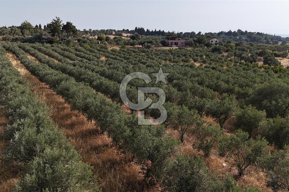 Torbalı Yoğurtçular'da 6040 m2 Satılık Zeytinlik
