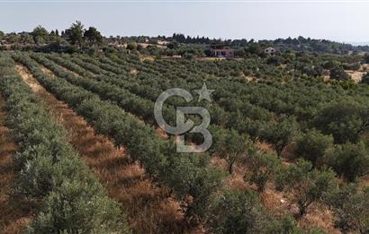 Torbalı Yoğurtçular'da 6040 m2 Satılık Zeytinlik