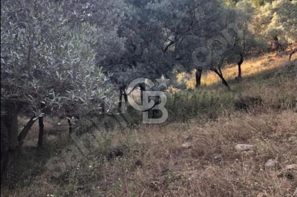 BAYINDIR ARIKBAŞI'NDA SATILIK  966 M2 ZEYTİNLİK