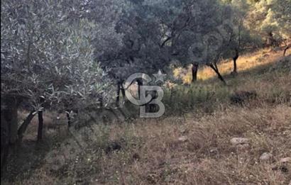 BAYINDIR ARIKBAŞI'NDA SATILIK  966 M2 ZEYTİNLİK