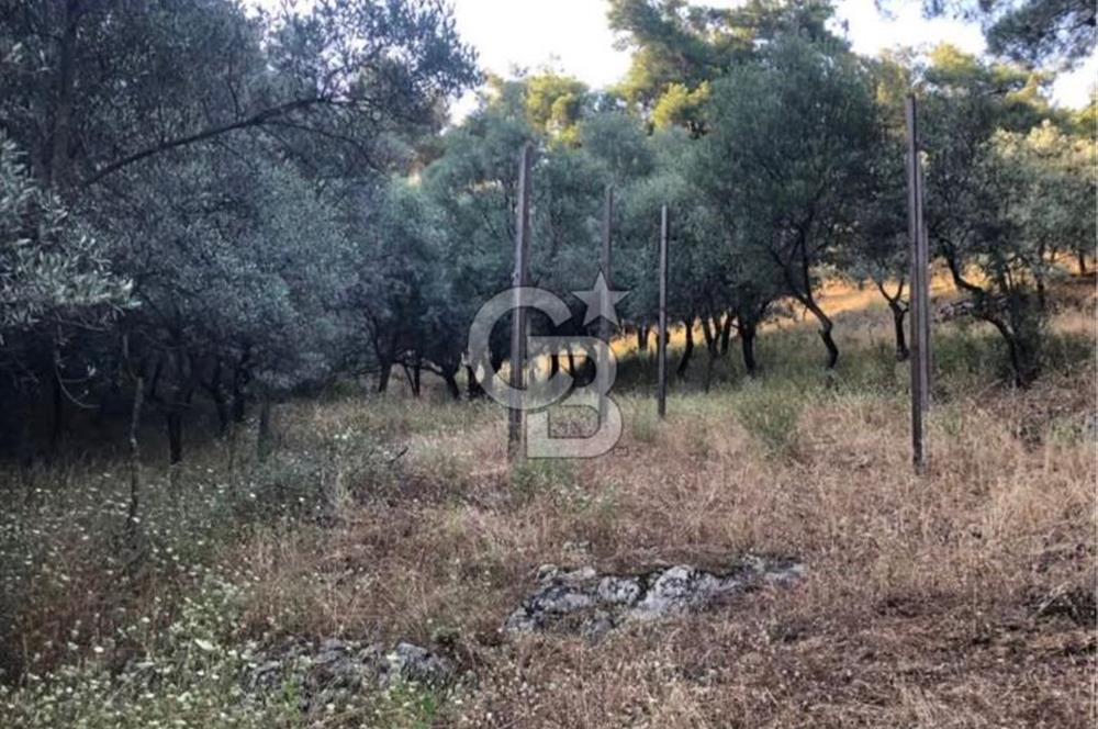 BAYINDIR ARIKBAŞI'NDA SATILIK  966 M2 ZEYTİNLİK