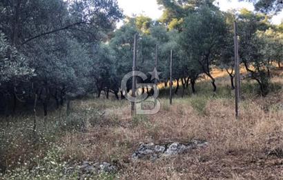 BAYINDIR ARIKBAŞI'NDA SATILIK  966 M2 ZEYTİNLİK