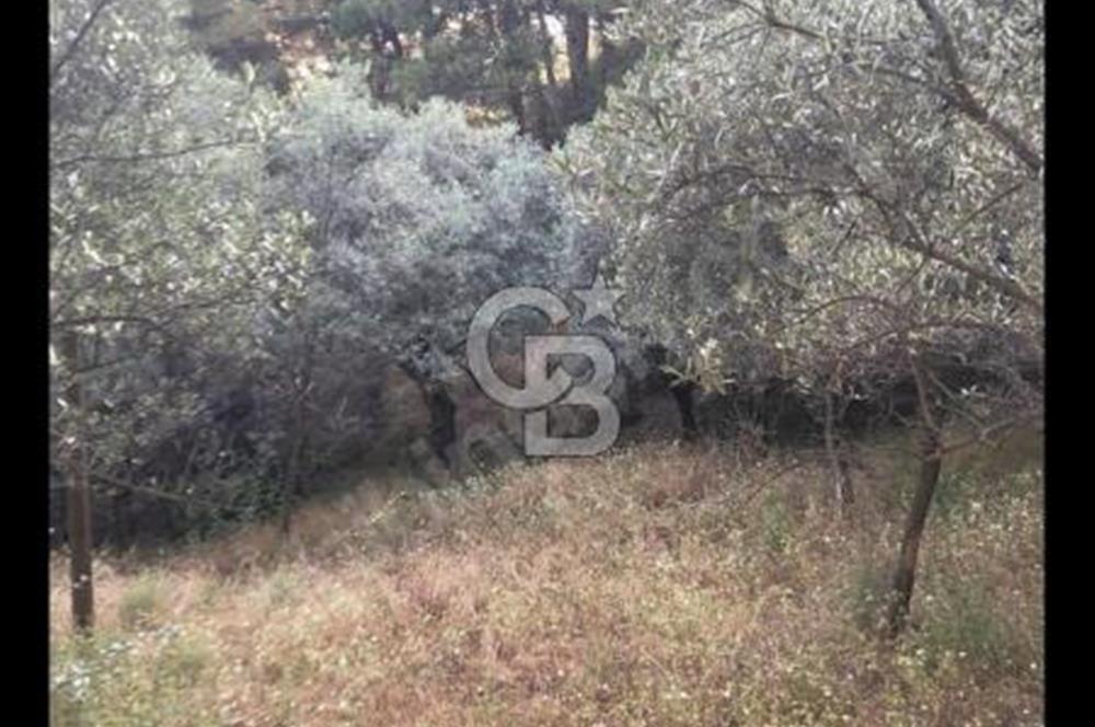 BAYINDIR ARIKBAŞI'NDA SATILIK  966 M2 ZEYTİNLİK