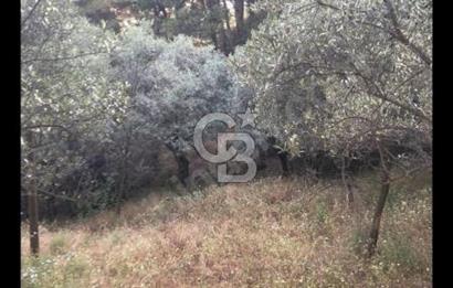 BAYINDIR ARIKBAŞI'NDA SATILIK  966 M2 ZEYTİNLİK