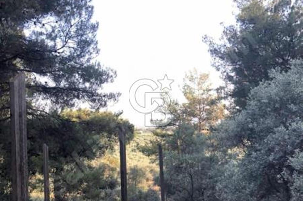 BAYINDIR ARIKBAŞI'NDA SATILIK  966 M2 ZEYTİNLİK