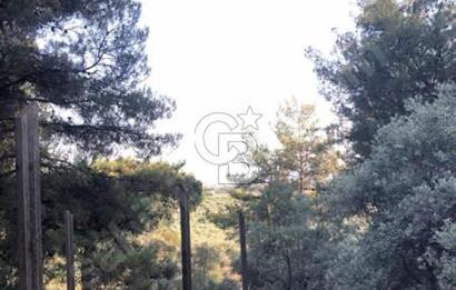 BAYINDIR ARIKBAŞI'NDA SATILIK  966 M2 ZEYTİNLİK