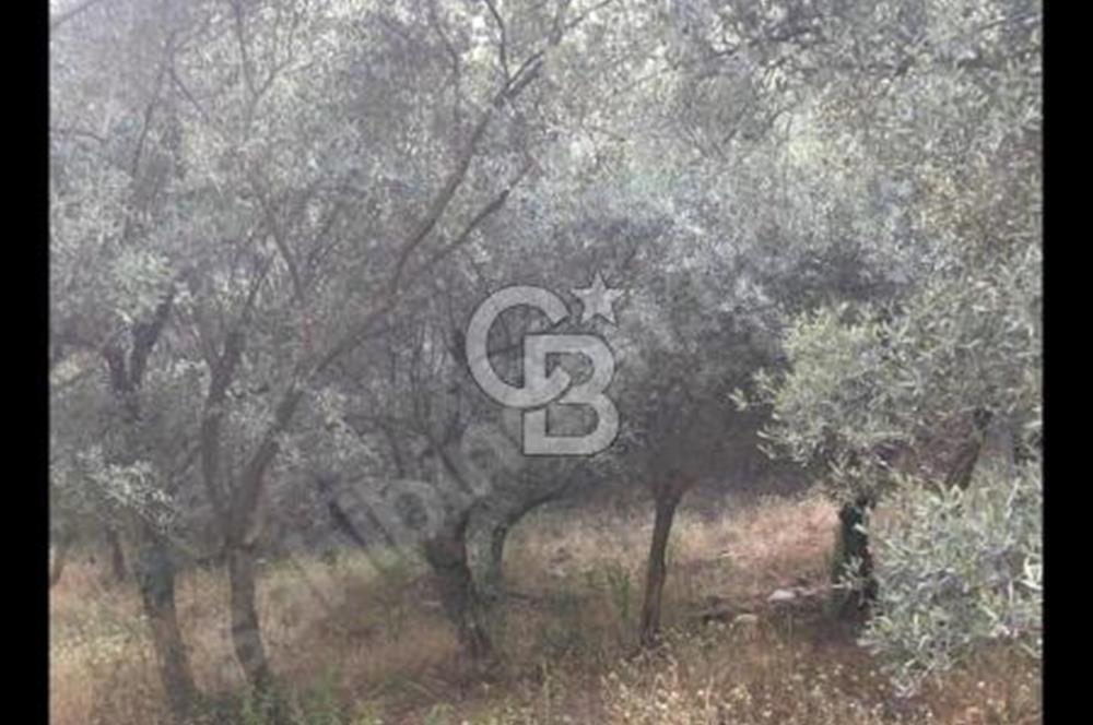 BAYINDIR ARIKBAŞI'NDA SATILIK  966 M2 ZEYTİNLİK