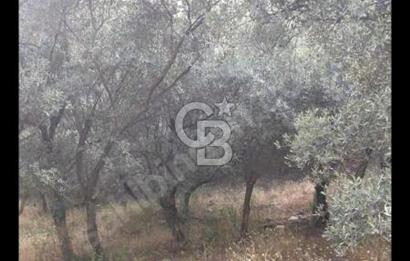 BAYINDIR ARIKBAŞI'NDA SATILIK  966 M2 ZEYTİNLİK