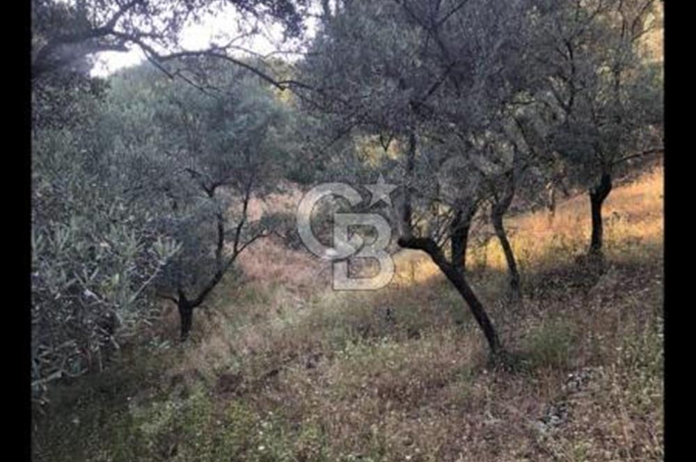 BAYINDIR ARIKBAŞI'NDA SATILIK  966 M2 ZEYTİNLİK