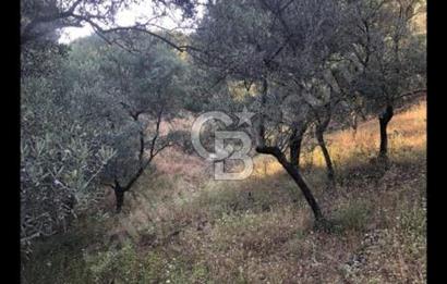 BAYINDIR ARIKBAŞI'NDA SATILIK  966 M2 ZEYTİNLİK