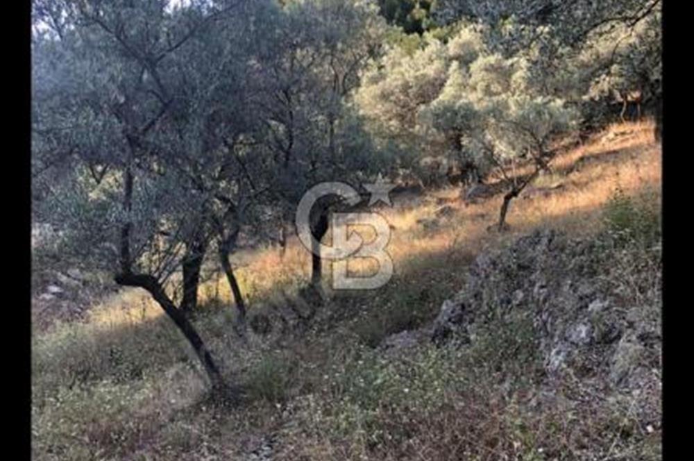 BAYINDIR ARIKBAŞI'NDA SATILIK  966 M2 ZEYTİNLİK