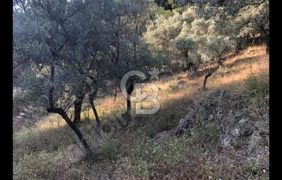 BAYINDIR ARIKBAŞI'NDA SATILIK  966 M2 ZEYTİNLİK