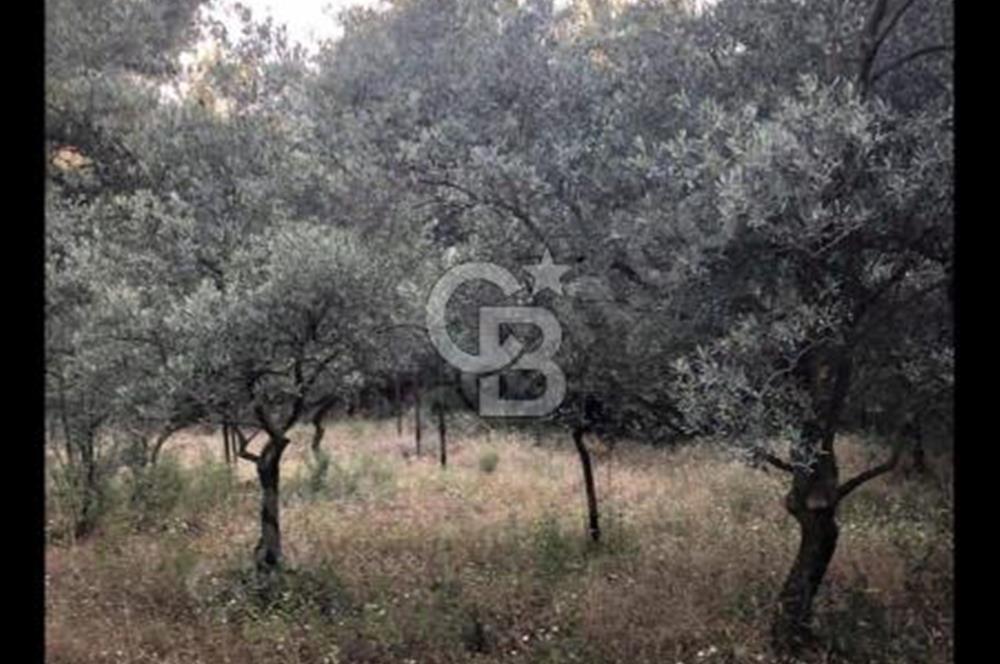BAYINDIR ARIKBAŞI'NDA SATILIK  966 M2 ZEYTİNLİK