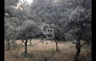 BAYINDIR ARIKBAŞI'NDA SATILIK  966 M2 ZEYTİNLİK