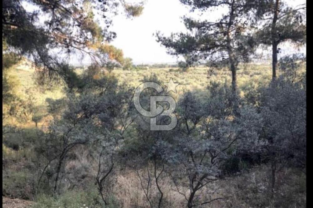 BAYINDIR ARIKBAŞI'NDA SATILIK  966 M2 ZEYTİNLİK
