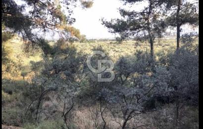 BAYINDIR ARIKBAŞI'NDA SATILIK  966 M2 ZEYTİNLİK