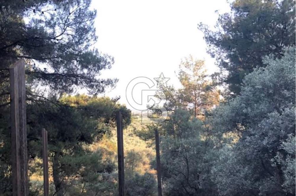 BAYINDIR ARIKBAŞI'NDA SATILIK  966 M2 ZEYTİNLİK
