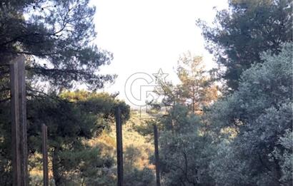BAYINDIR ARIKBAŞI'NDA SATILIK  966 M2 ZEYTİNLİK