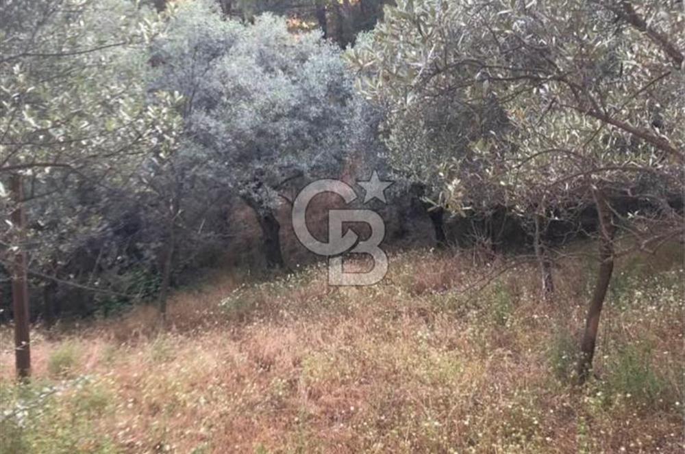 BAYINDIR ARIKBAŞI'NDA SATILIK  966 M2 ZEYTİNLİK