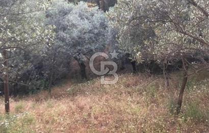BAYINDIR ARIKBAŞI'NDA SATILIK  966 M2 ZEYTİNLİK