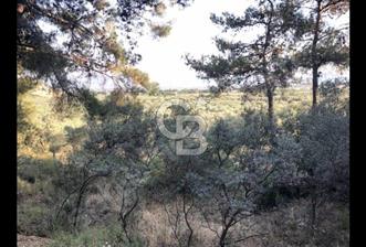 BAYINDIR ARIKBAŞI'NDA SATILIK  966 M2 ZEYTİNLİK