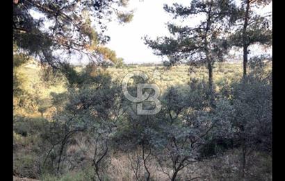 BAYINDIR ARIKBAŞI'NDA SATILIK  966 M2 ZEYTİNLİK