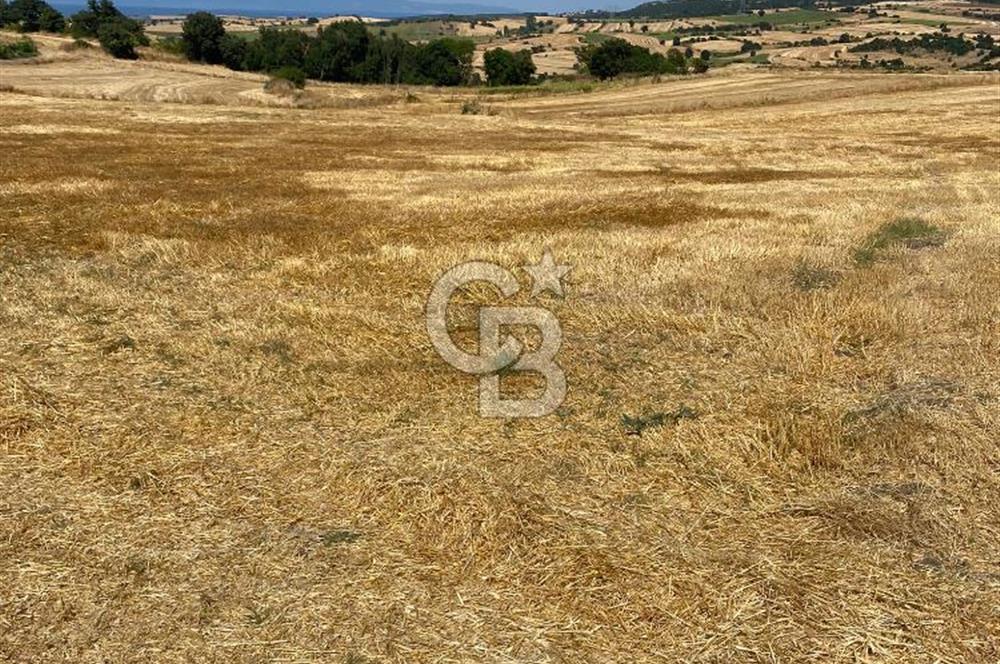 BİGA KORUOBA SATILIK TARLA