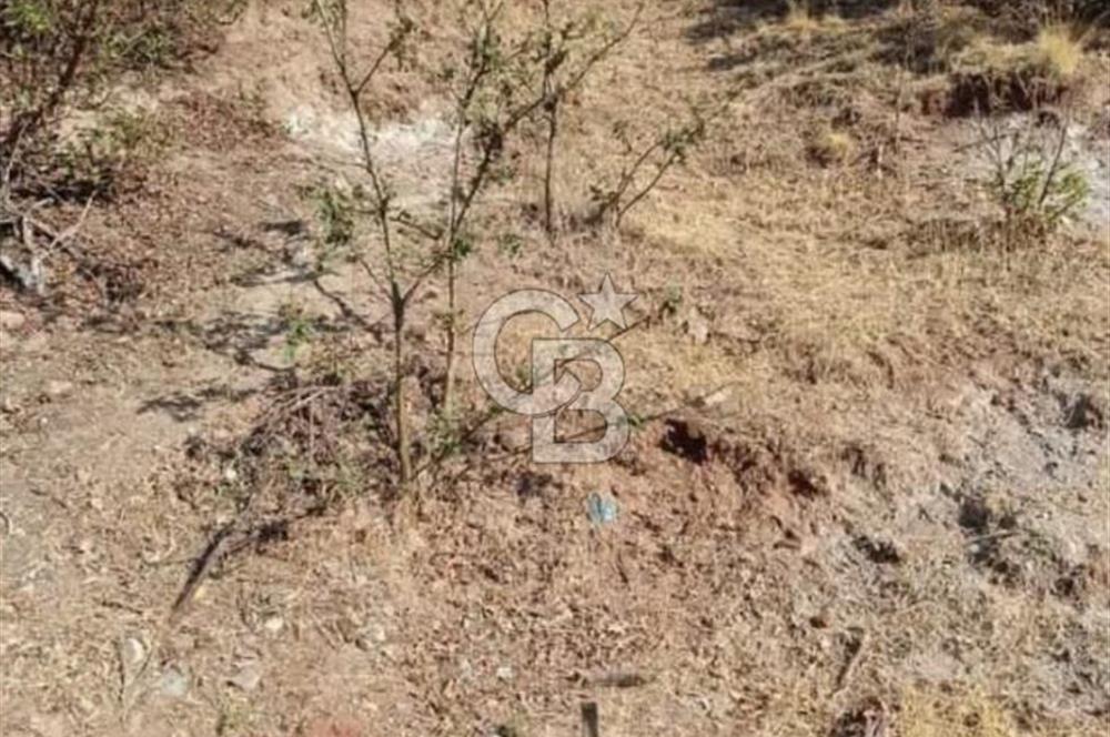 MANİSA DEMİRCİ ÖREN MAHALLESİNDE SATILIK TARLA 