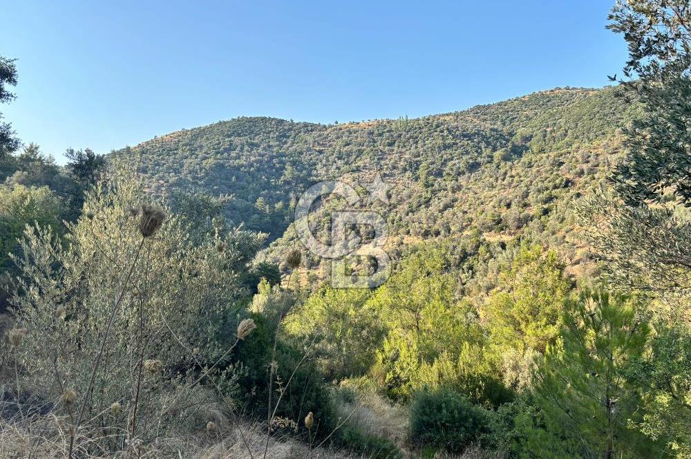 Payamlı'da 3105 m2 Akarsu Dibinde Keyifli Yatırımlık Arazi