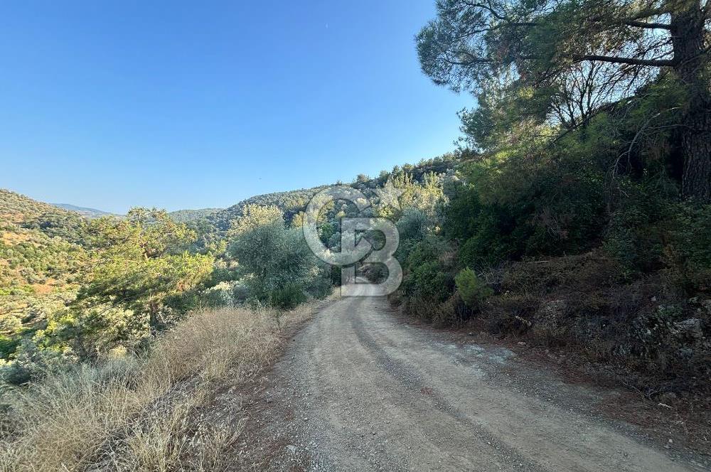 Payamlı'da 3105 m2 Akarsu Dibinde Keyifli Yatırımlık Arazi
