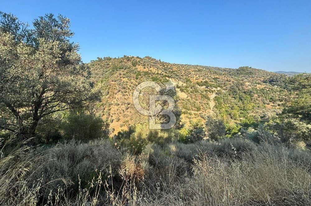 Payamlı'da 3105 m2 Akarsu Dibinde Keyifli Yatırımlık Arazi