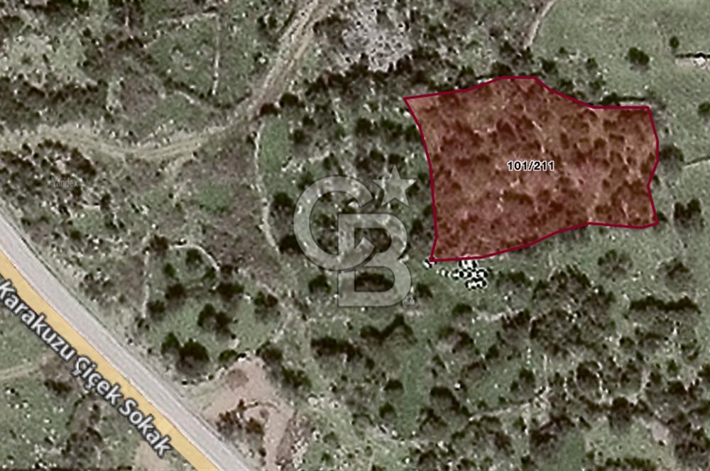 ALİAĞA KARAKUZU KÖYÜNDE 2300 M² ZEYTİNLİK