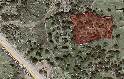 ALİAĞA KARAKUZU KÖYÜNDE 2300 M² ZEYTİNLİK