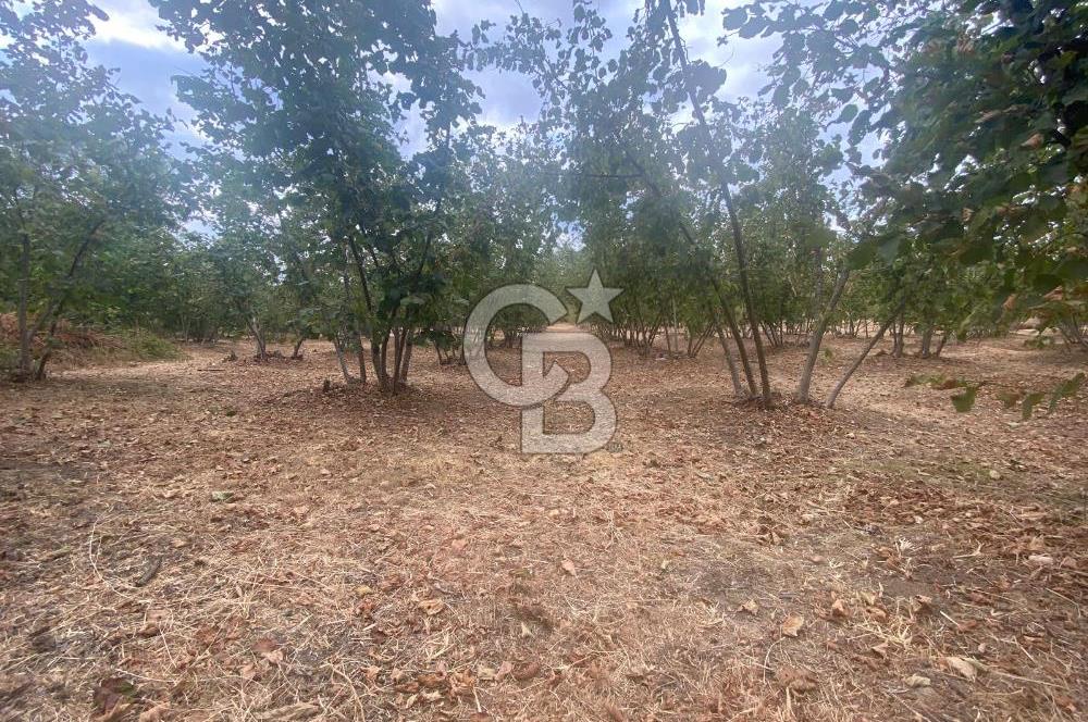 YATIRIMIN ADRESİ! Hendek Kargalı'da 13,386m2 Satılık Fındıklık