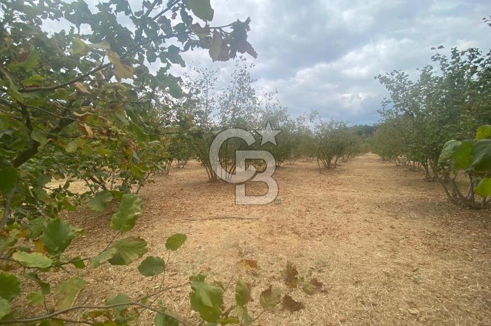 YATIRIMIN ADRESİ! Hendek Kargalı'da 13,386m2 Satılık Fındıklık