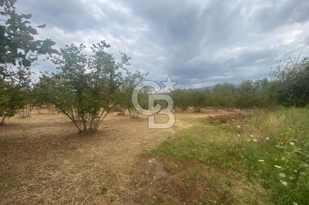 YATIRIMIN ADRESİ! Hendek Kargalı'da 13,386m2 Satılık Fındıklık
