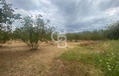 YATIRIMIN ADRESİ! Hendek Kargalı'da 13,386m2 Satılık Fındıklık