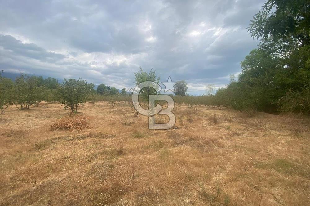 YATIRIMIN ADRESİ! Hendek Kargalı'da 13,386m2 Satılık Fındıklık