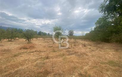 YATIRIMIN ADRESİ! Hendek Kargalı'da 13,386m2 Satılık Fındıklık